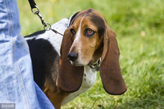 温顺适合孩子养的狗（适合儿童养的宠物）