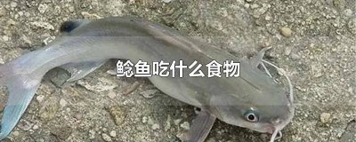 ​鲶鱼吃什么食物为主 鲶鱼吃什么食物长大