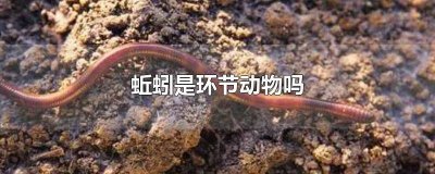 ​蚯蚓的哪些特征代表了环节动物的主要特征 蚯蚓的身体由许多环节构成属于环节动