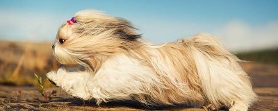 ​狗狗能吃人喝的麦片吗 狗狗能吃人吃的麦片吗