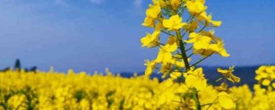 ​油菜花在什么时候开