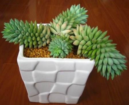 盆栽玉珠帘 盆栽玉珠帘