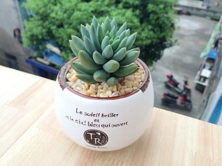 可爱的玉珠帘 可爱的玉珠帘