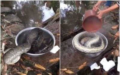 ​福建莆田市仙游县后坑村村民残忍宰杀国家一级保护动物缅甸蟒 砍头后放热水煮 .