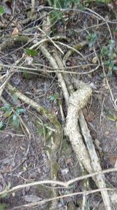 ​九月瓜，又名九月黄，深山中的野果，别名牛卵果，你吃过了吗