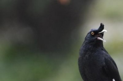 ​花八哥是国家保护动物吗