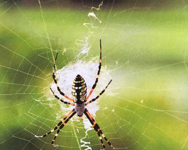 关于蜘蛛网的成语