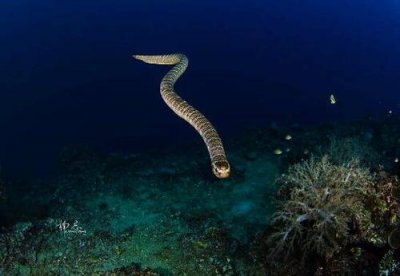 ​海蛇最大能有多长