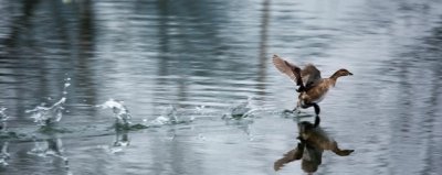​野鸭子是保护动物吗