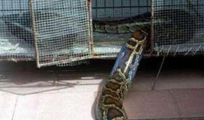 ​小伙九年前救了一条蟒蛇，从此蟒蛇成为家庭中的一员