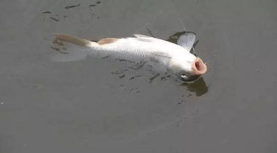 ​朝天钩蚯蚓挂钩正确方法图片教程 朝天钩蚯蚓怎么挂钩