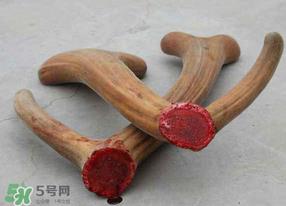 春天可以吃鹿茸吗?鹿茸什么季节吃最合适? 春天可以吃鹿茸吗?鹿茸什么季节吃最合适?