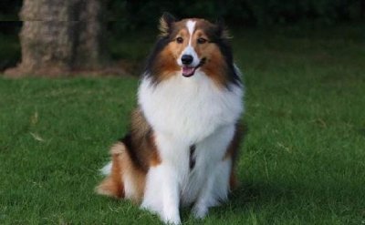 ​聪慧、漂亮的喜乐蒂牧羊犬，为什么饲养的人不多？