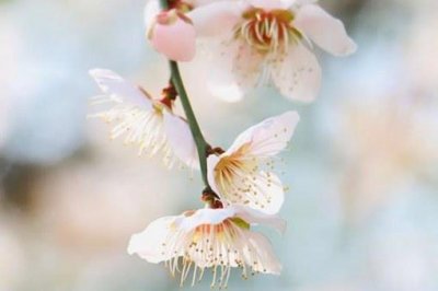 ​古人会在春分这一天做什么?