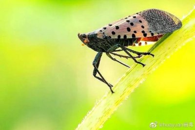 ​昆虫世界—斑衣蜡蝉