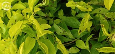 ​几种常见的植物叶斑病汇总！