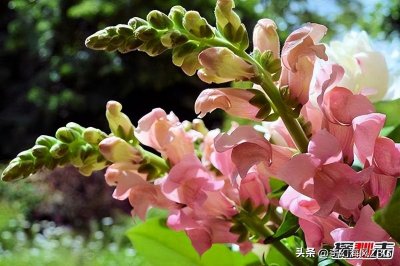 ​诡异奇观：探索世界上最恐怖的花——骷髅花