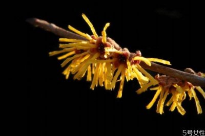 ​金缕梅花语是什么呢 金缕梅的花期怎么样的呢