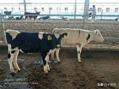 ​新生牛犊不吃奶都是什么原因呢(新生牛犊不张嘴吃奶怎么办)