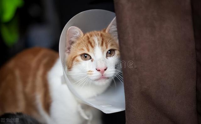 养猫新手必备指南(养喵星人必备知识)(4)