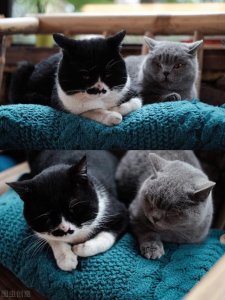 ​养猫新手必备指南（养喵星人必备知识）