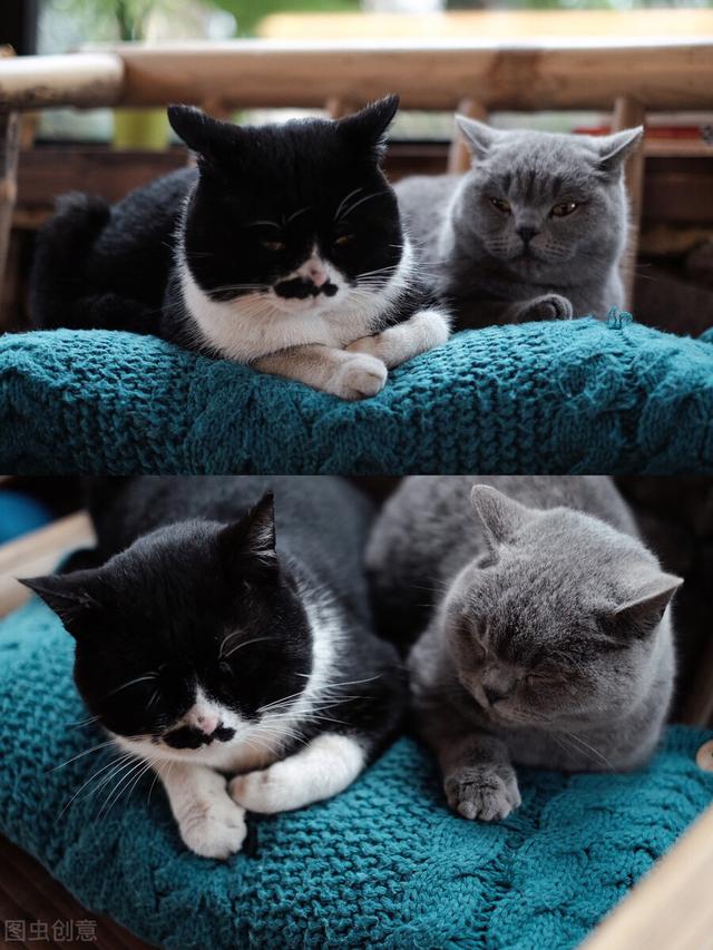 养猫新手必备指南(养喵星人必备知识)(1)