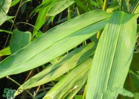 粽叶多少钱一斤 干粽叶多少钱一斤 粽叶多少钱一斤 干粽叶多少钱一斤