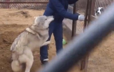 ​狗狗“抱大腿”的真正含义，你未必清楚