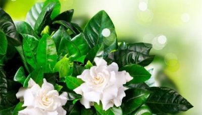 ​鼻炎引起偏头痛怎么办？