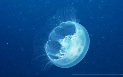 ​世界上最大的水母叫什么名字（最长水母什么样子的）