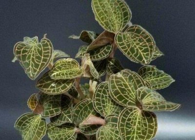 ​金线莲的生长环境条件和温度（一般生长在什么地方多）