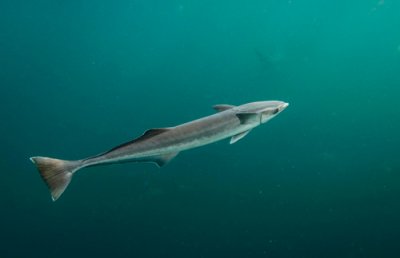 ​鮣鱼怎么读音（鱼为什么不吃鮣鱼）