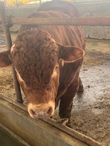 ​养育肥牛一天长多少肉正常