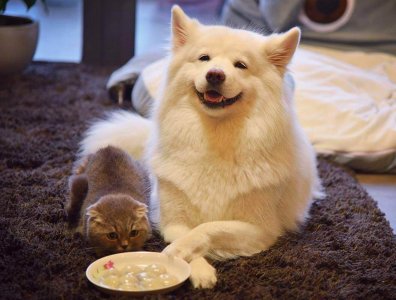 ​橱柜潮湿的解决办法 厨房碗柜潮湿怎么办