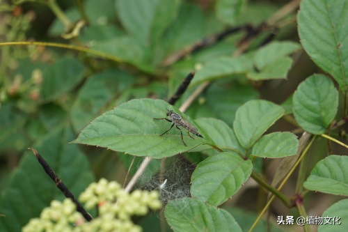 这种像苍蝇的却叫做食虫虻,以其它昆虫为食