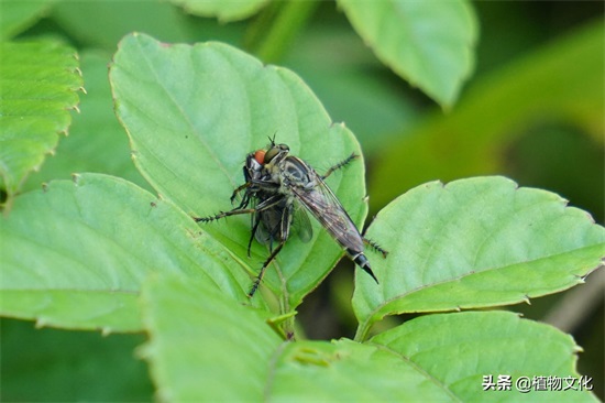这种像苍蝇的却叫做食虫虻,以其它昆虫为食