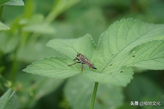 这种像苍蝇的却叫做食虫虻,以其它昆虫为食
