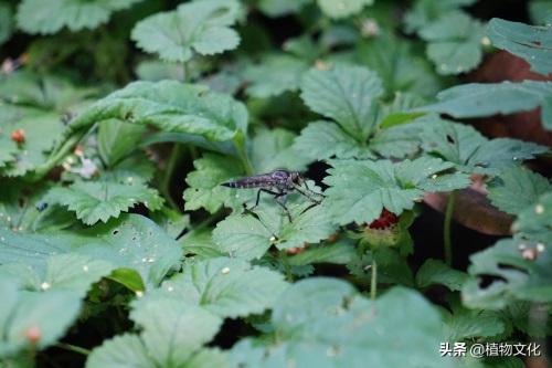 这种像苍蝇的却叫做食虫虻,以其它昆虫为食