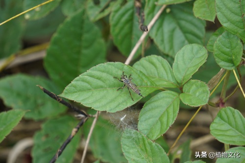 这种像苍蝇的却叫做食虫虻,以其它昆虫为食