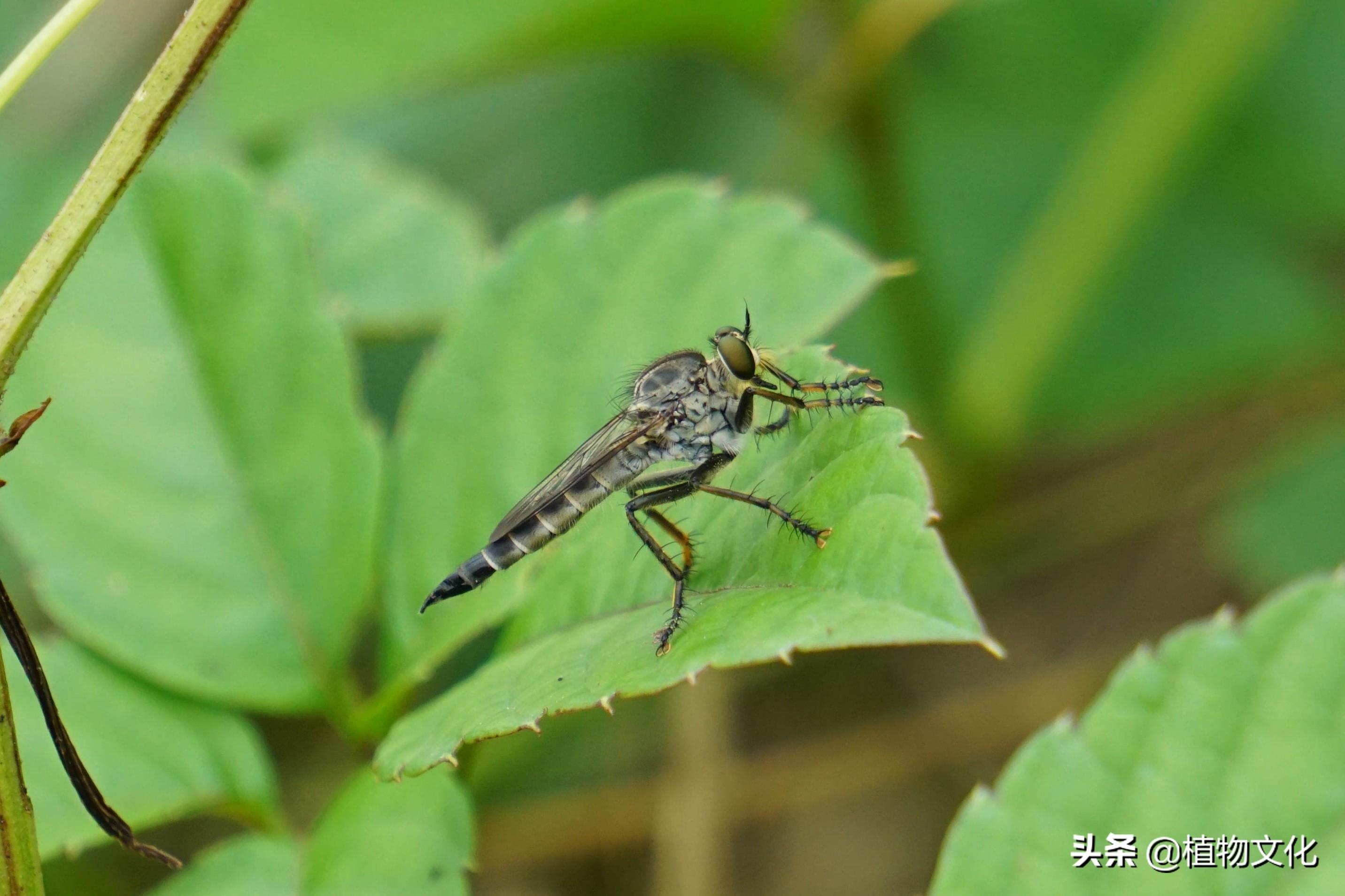 这种像苍蝇的却叫做食虫虻,以其它昆虫为食