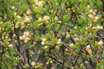 ​海棠花的养殖方法和注意事项
