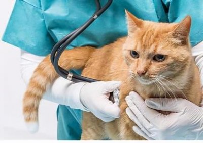 ​偷偷告诉你，这5种猫，好养又不生病 那个品种猫好养