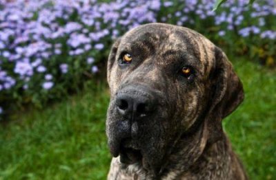 ​一个多月的小狗拉稀？一个多月的小狗拉稀正常吗？