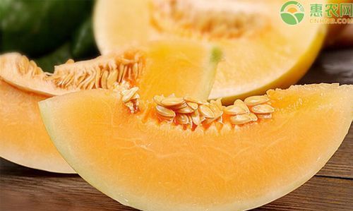 香瓜到底是“上火”还是“败火”百思不得其解啊