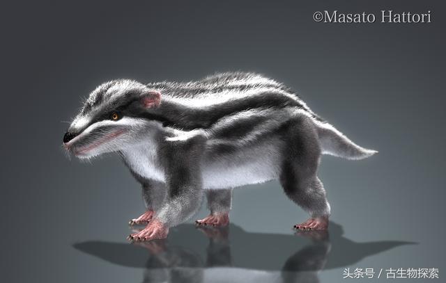 最大的白腹巨鼠:白垩纪大老鼠拥有哺乳类最强咬合力(4)