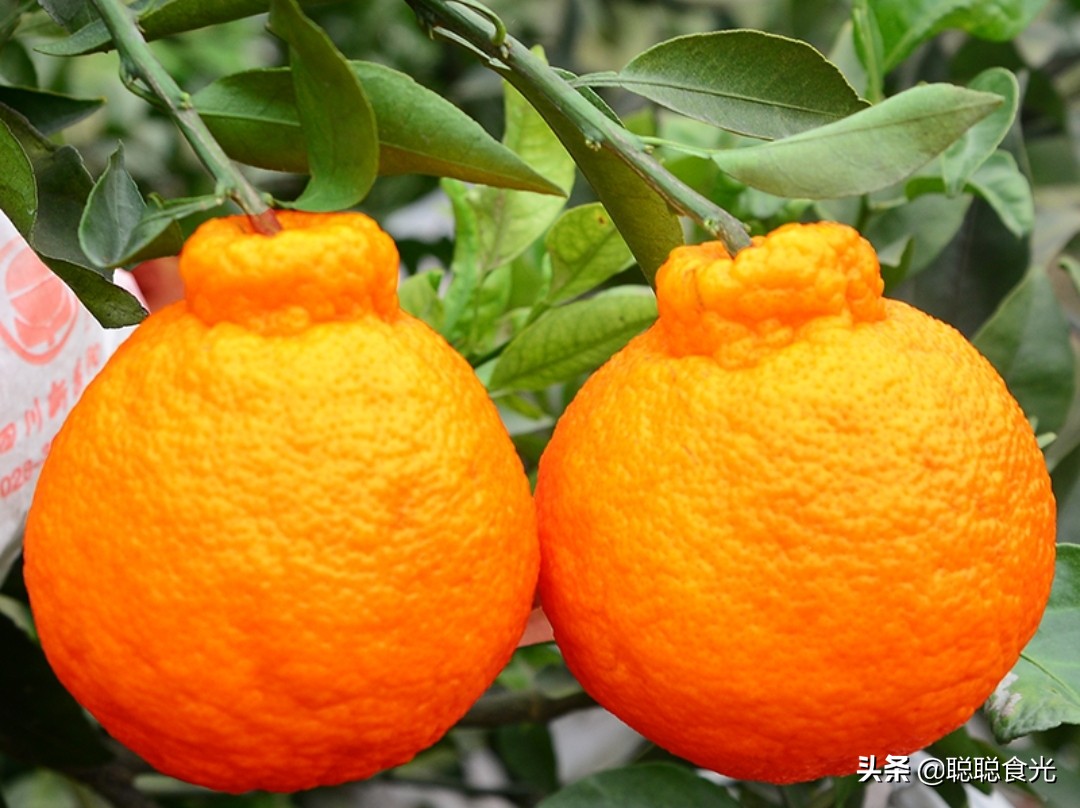沃柑和茂谷柑哪个好吃(10个种类比较常见的橘子)