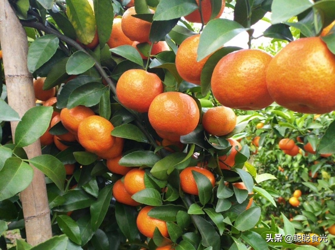 沃柑和茂谷柑哪个好吃(10个种类比较常见的橘子)