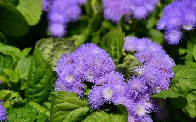 治疗鼻炎的偏方推荐(几张治疗鼻炎特别好使的方子)(3)