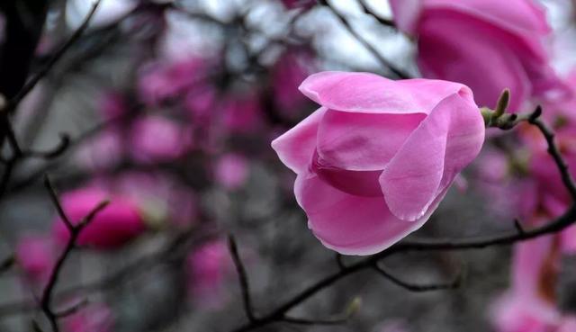 治疗鼻炎的偏方推荐(几张治疗鼻炎特别好使的方子)(2)