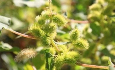 ​治疗鼻炎的偏方推荐（几张治疗鼻炎特别好使的方子）